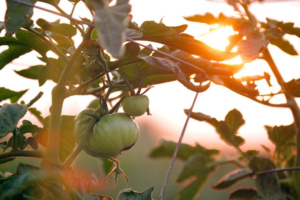 tomatos in the sun