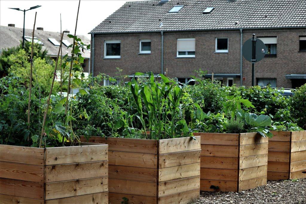 raised beds