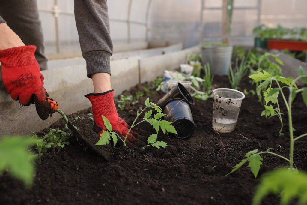 planting with your hand