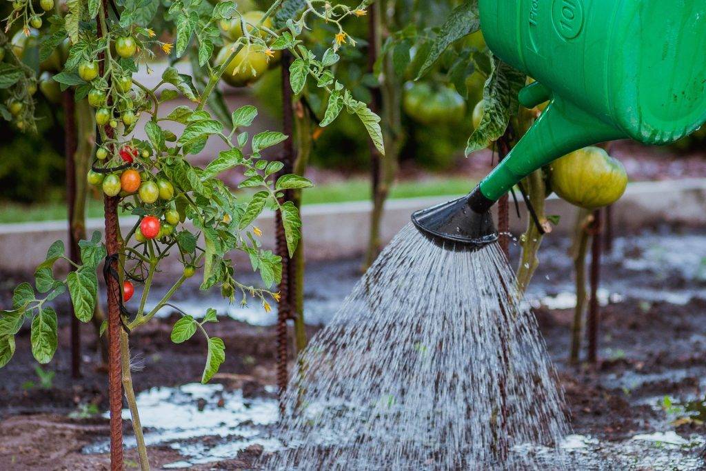 watering the plants