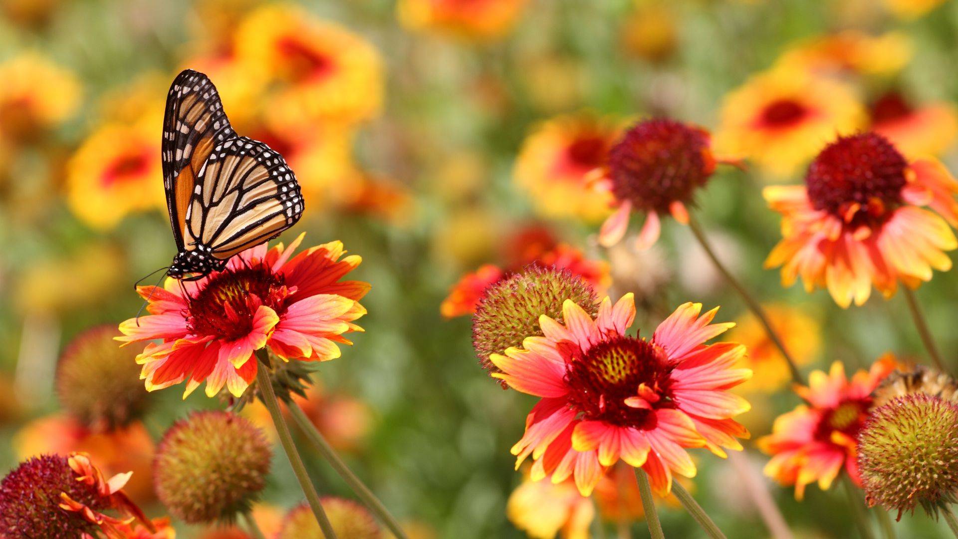 butterfly garden