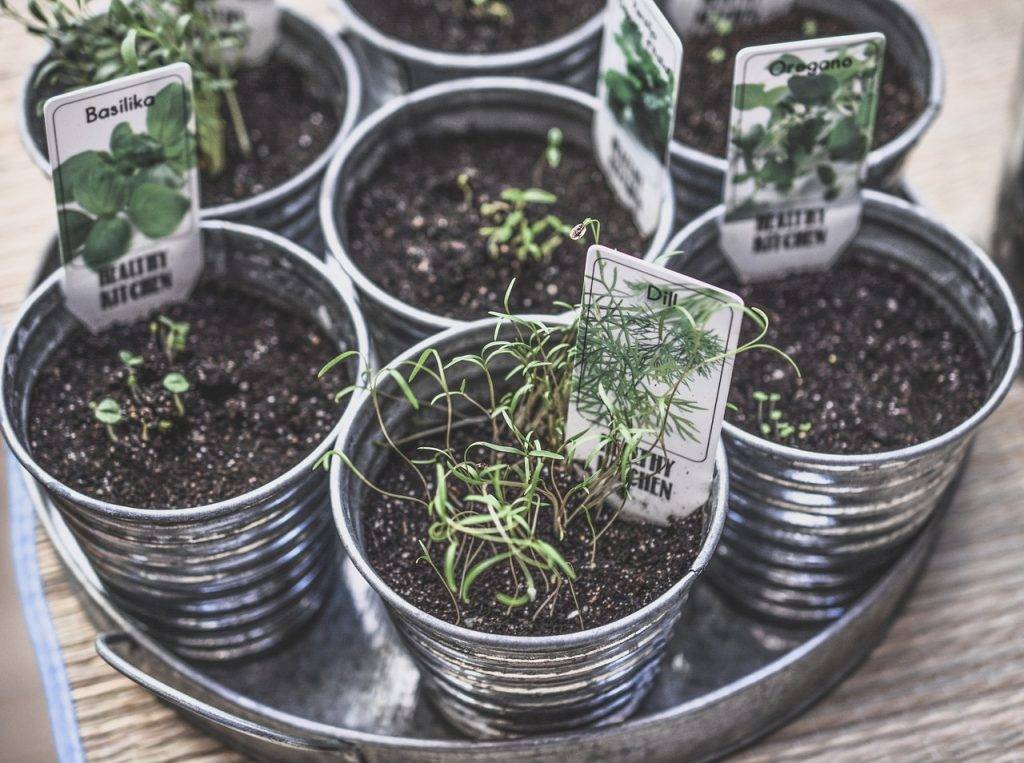 growing your own herbs