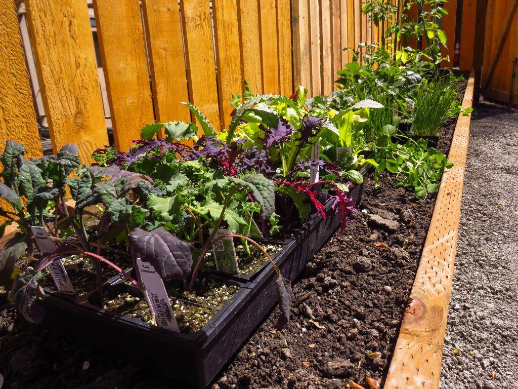 herbs in garden beds