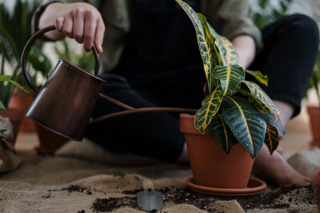 watering plants