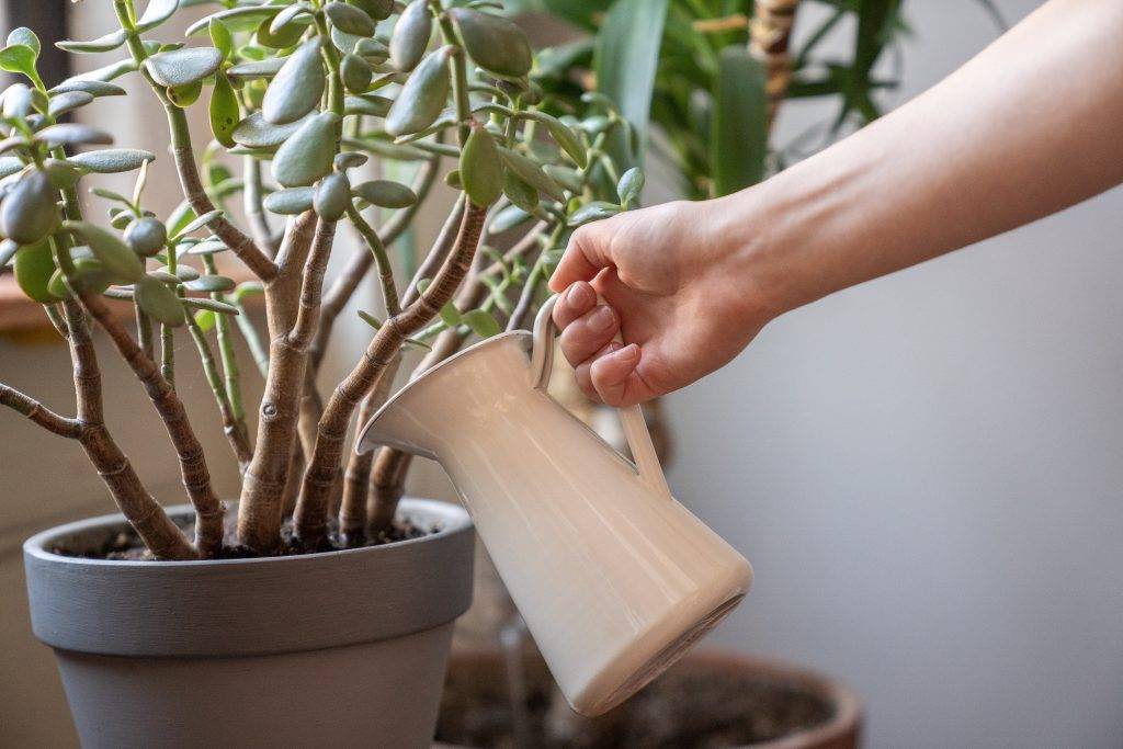 watering plant