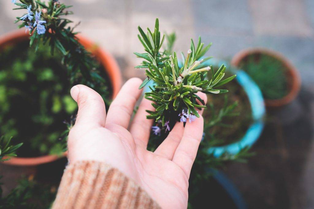 mental health benefits of herb gardening