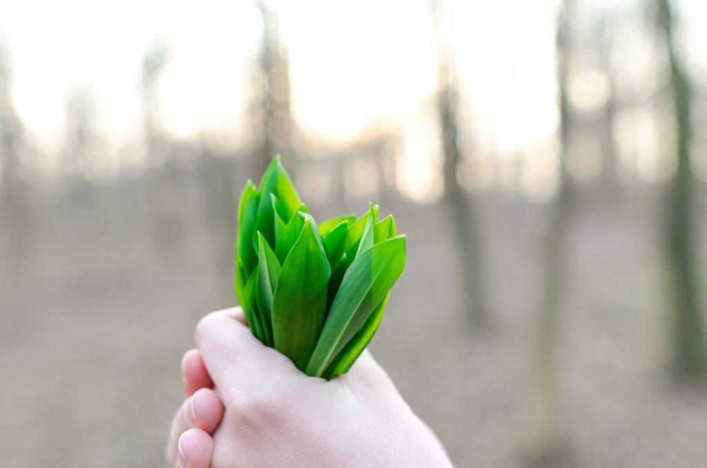 sunlight on plant