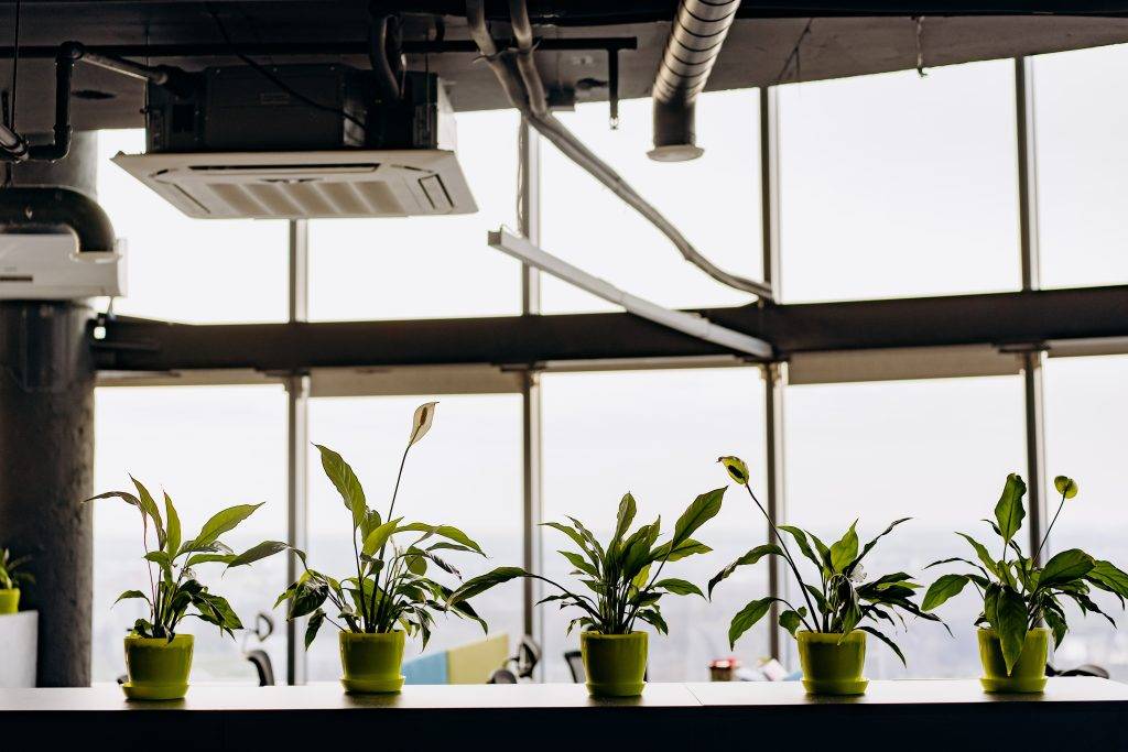 Plants for Air Purification