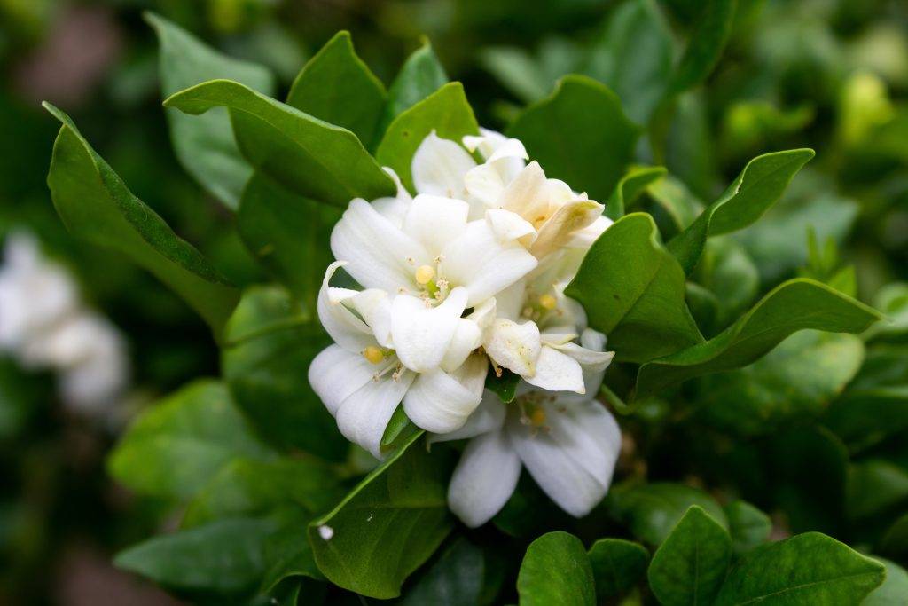 jasmine plant