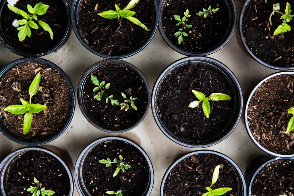 Planting Your Herbs