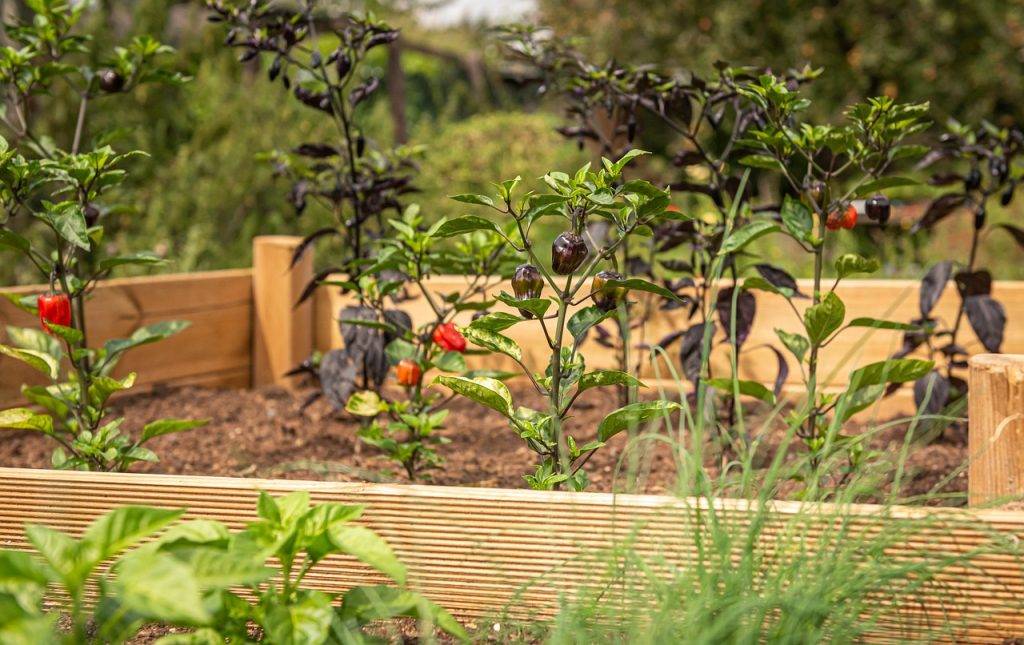 Raised bed gardening